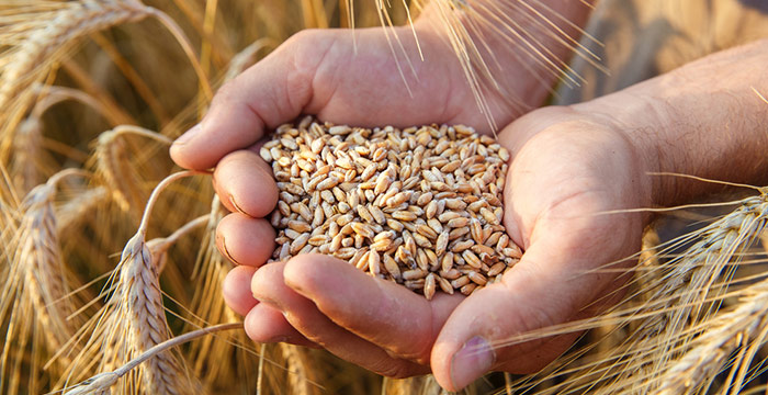 Production de céréales bio